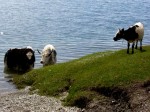 Sunrise to Sunset, Yaks und Kühe am Ufer des Hovsgol-Sees